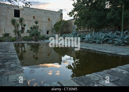 Agave Stockfoto