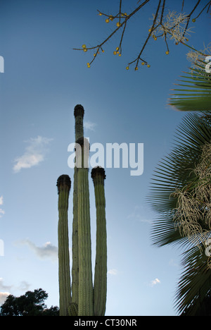 Carnegiea Gigantea, Kaktus, Saguaro Kaktus Stockfoto