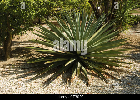 Agave Tequiliana, Agave Stockfoto