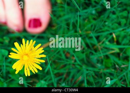 Eine bemalte Zehennagel mit Löwenzahn Blume auf dem Rasen. Stockfoto