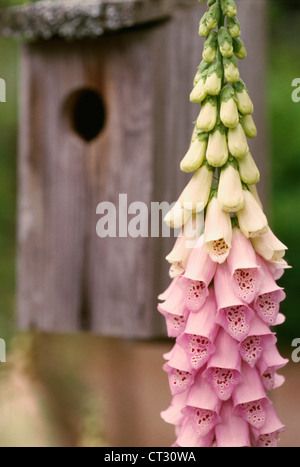 Fingerhut Blumen in einem Garten mit einem Vogelhaus hinter. Stockfoto