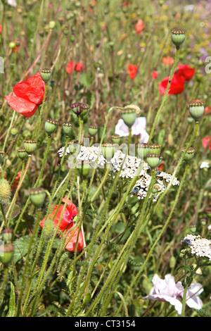 Am Straßenrand kurz vor. Mohn, Poppy & andere britische Wildblumen am Straßenrand in ländlichen Norfolk, Großbritannien. Stockfoto