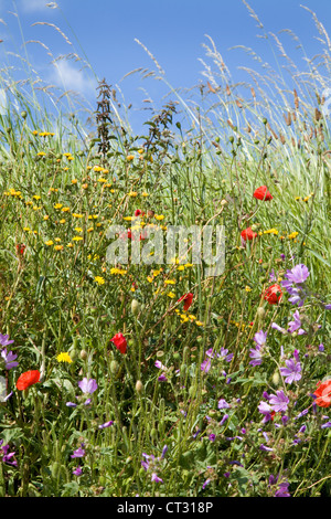 Am Straßenrand kurz vor. Mohn, Poppy & andere britische Wildblumen am Straßenrand in ländlichen Norfolk, Großbritannien. Stockfoto