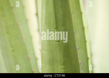 Agave Stockfoto