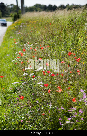 Am Straßenrand kurz vor. Mohn, Poppy & andere britische Wildblumen am Straßenrand in ländlichen Norfolk, Großbritannien. Stockfoto