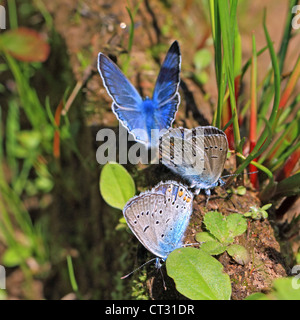 blaue Schmetterlinge auf Feld Kraut Stockfoto