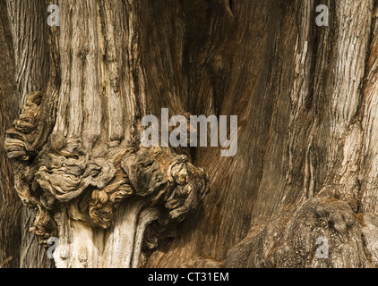 Taxodium Mucronatum, Montezuma Zypresse Stockfoto