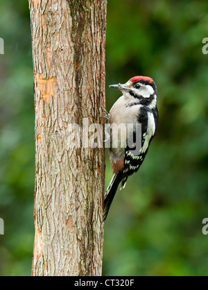 Jungen mehr gefleckte Specht am Baumstamm Stockfoto