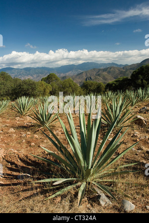 Agave Tequiliana, Agave Stockfoto