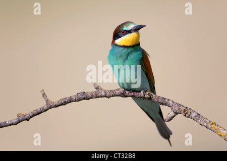 Biene-Esser; Merops Apiaster; Spanien Stockfoto