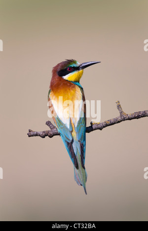 Biene-Esser; Merops Apiaster; Spanien Stockfoto