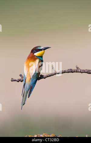 Biene-Esser; Merops Apiaster; Spanien Stockfoto