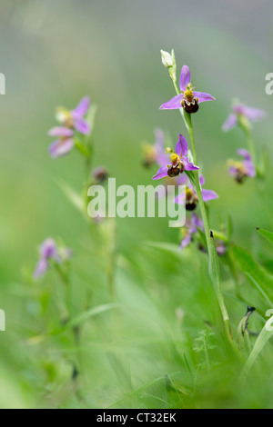 Biene Orchidee; Ophrys Apifera; Kantabrien; Spanien Stockfoto