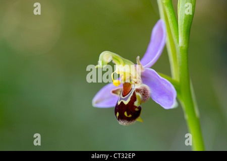 Biene Orchidee; Ophrys Apifera; Kantabrien; Spanien Stockfoto