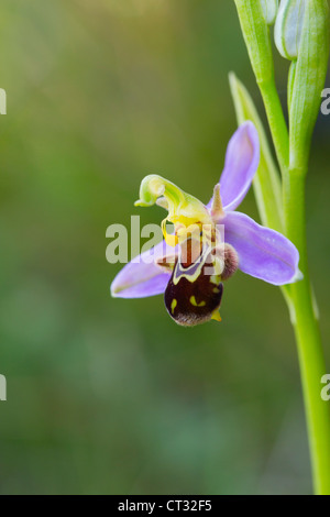 Biene Orchidee; Ophrys Apifera; Kantabrien; Spanien Stockfoto