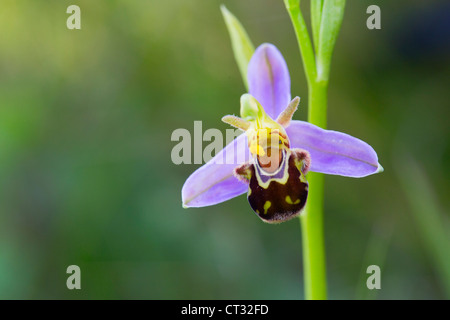 Biene Orchidee; Ophrys Apifera; Kantabrien; Spanien Stockfoto
