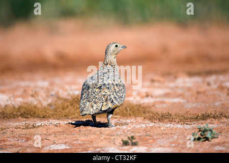 Schwarzbäuchigen Sandgrouse; Pterocles Orientalis; Zaragoza; Spanien Stockfoto