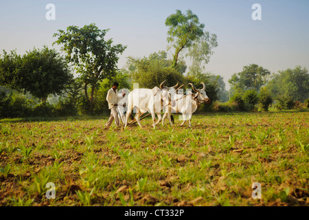 Bauern Pflügen Tabakfeldern mit den traditionellen Pflug und Rinder (Ankole-Watus), Gujarat, Indien Stockfoto