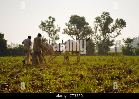 Bauern Pflügen Tabakfeldern mit den traditionellen Pflug und Rinder (Ankole-Watus), Gujarat, Indien Stockfoto