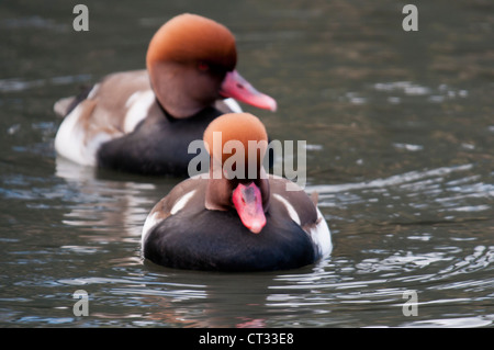 Rot-crested Tafelenten (Netta Rufina) Stockfoto