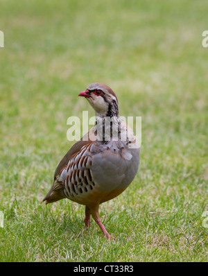 Rote legged Rebhuhn in s Garten, Surrey, UK Stockfoto