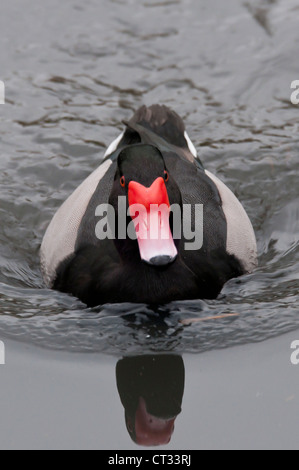 Rosy-billed Tafelenten (Netta Peposaca) Stockfoto