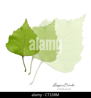 Collage mit grünen Blättern der Birke Stockfoto