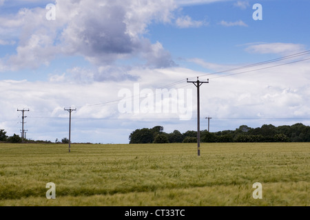 Hordeum Vulgare beginnend, in einem Feld zu Reifen. Gerstenfeld in der englischen Landschaft. Stockfoto