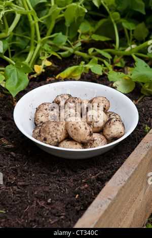 Frisch gegraben Frühkartoffeln in Schüssel im Hochbeet, UK Stockfoto