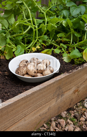 Frisch gegraben Frühkartoffeln in Schüssel im Hochbeet, UK Stockfoto