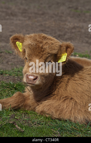 Highland-Kalb (Bos Taurus). Kalb. Alle Hausrind müssen als einzelner Tiere gesetzlich identifizierbar sein. So gelben Sie Ohrmarken. Stockfoto