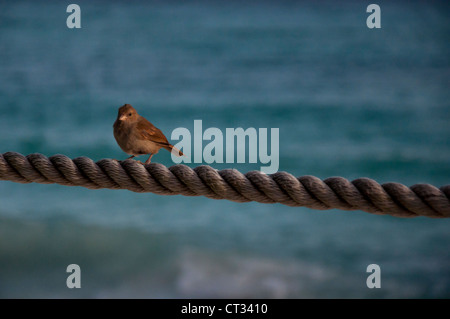 Barbados Gimpel (Loxigilla Barbadensis) ruht auf Seil Stockfoto