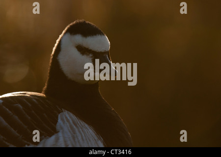 Weißwangengans (Branta Leucopsis) Porträt, WWT, Barnes, London Stockfoto