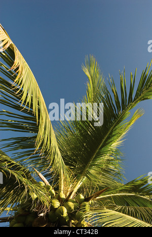 Cocos Nucifera Baum Immergrün essbare nachhaltige Ressource Stockfoto