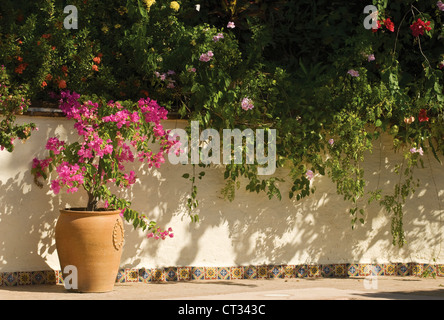 Bougainvillea Stockfoto