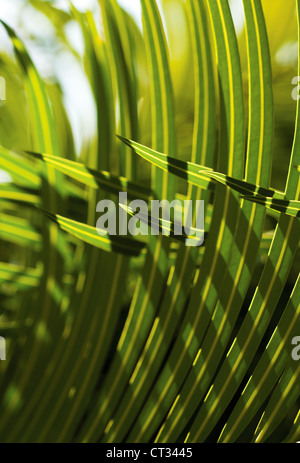 Palm Stockfoto