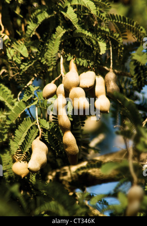 Tamarindus Indica, Tamarinde Fruchthülsen wächst auf einem Baum. Stockfoto