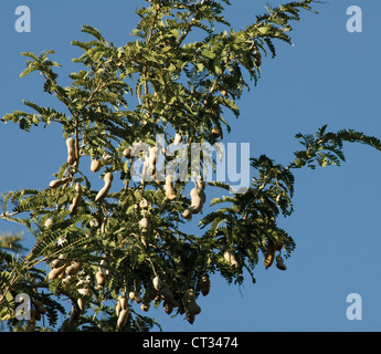 Tamarindus Indica, Tamarinde Stockfoto