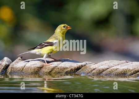 Eine weibliche amerikanische Stieglitz, Zuchtjahr Tristis, bei einem Vogelbad. Richard DeKorte Park, Lyndhurst, New Jersey, USA Stockfoto