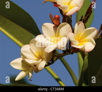 Plumeria, Frangipani, westindischer Jasmin, Monoi Stockfoto