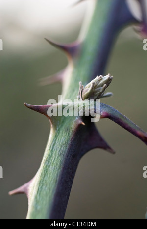 Rubus Ulmifolius, Blackberry Stockfoto