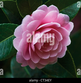 Kamelie X williamsii "Monica Tanz", einzelne rosa Blume wächst auf einem Strauch. Stockfoto