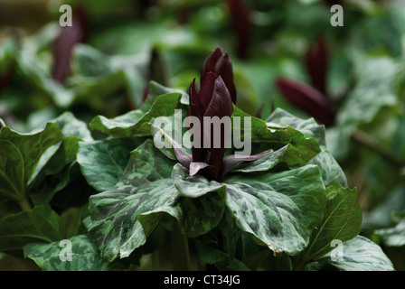 Trillium Chloropetalum, Trillium Stockfoto