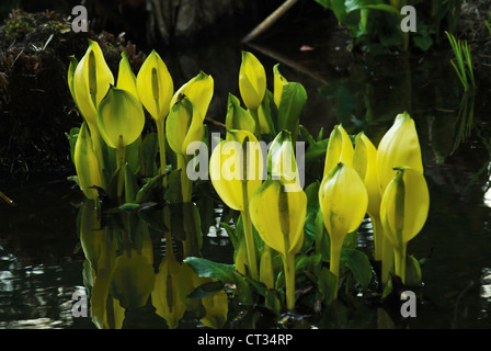 Lysichiton Americanus, Skunk cabbage Stockfoto