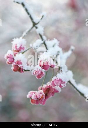 Euonymus Europaeus, Spindel Baum Stockfoto