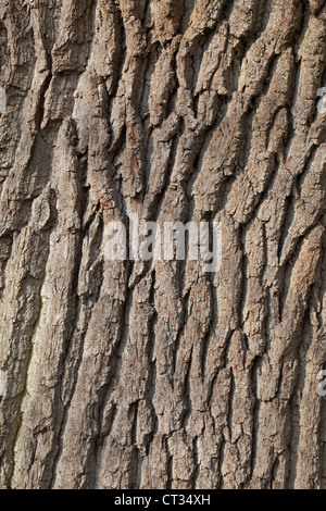 Stieleiche (Quercus Robur). Rissige Rinde der jüngeren Baum. Norfolk. Stockfoto