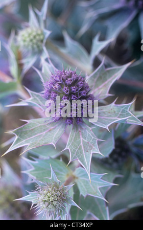 Eryngium Maritimum, Meer holly Stockfoto