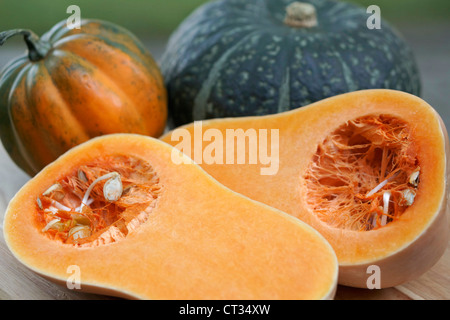 Squash, Butternut Acorn und Buttercup Gemüse Kürbisse Stockfoto