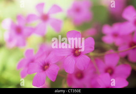 Phlox Douglasii 'Crackerjack', Phlox Stockfoto