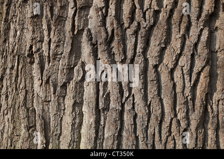 Stieleiche (Quercus Robur). Rissige Rinde der jüngeren Baum. Norfolk. Stockfoto